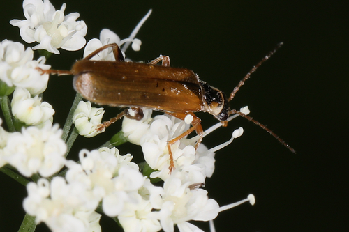 Cantharis decipiens