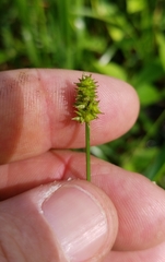 Carex leavenworthii