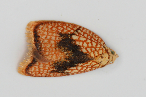 Maple Leaftier Moth