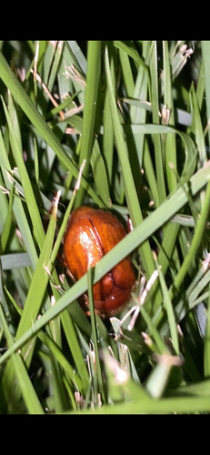 Asiatic Garden Beetle