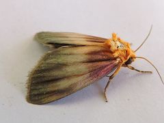 Eulithosia plesioglauca