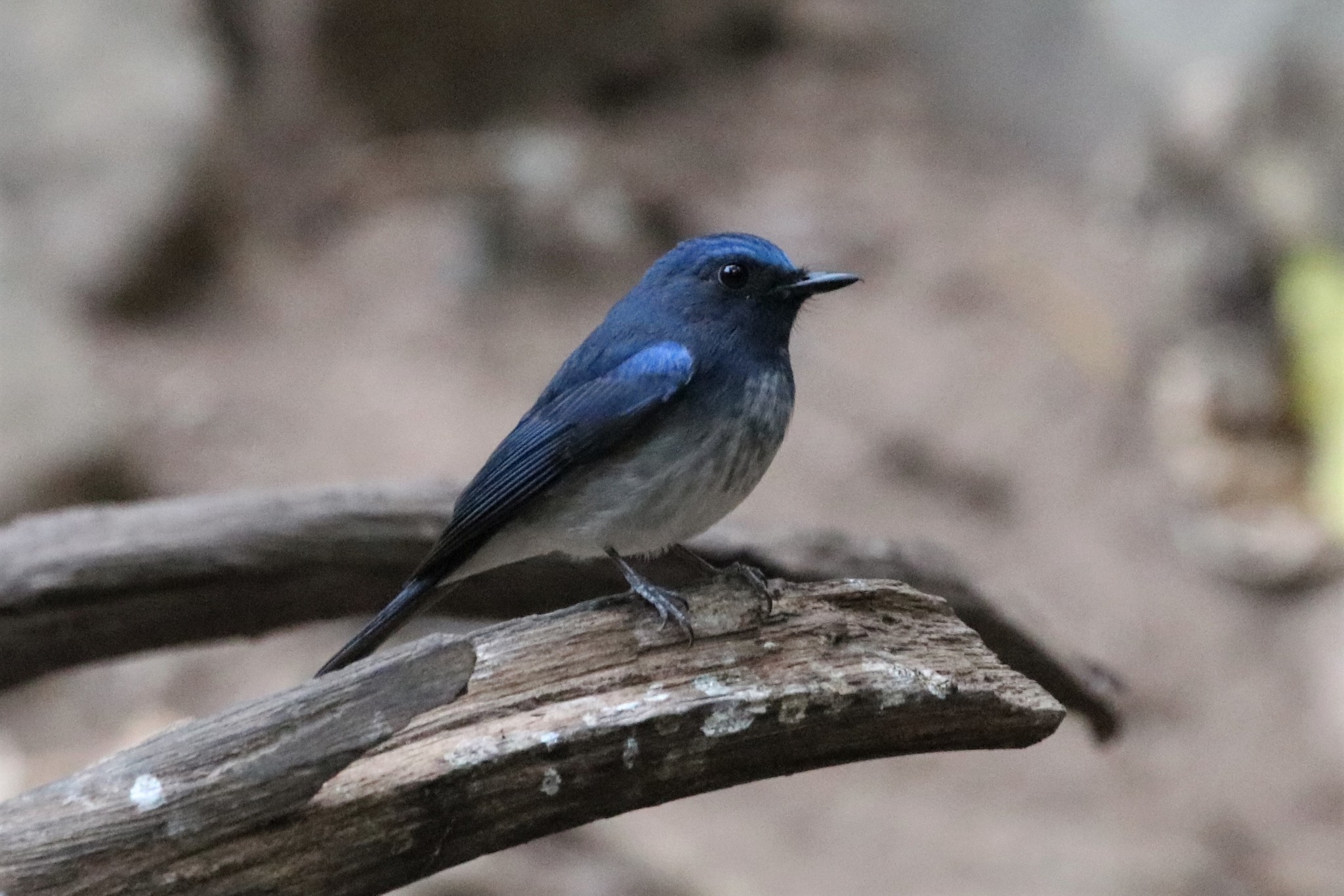 Hainan Blue Flycatcher
