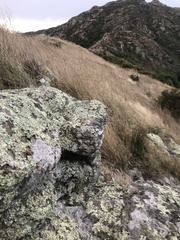 Flavoparmelia haysomii