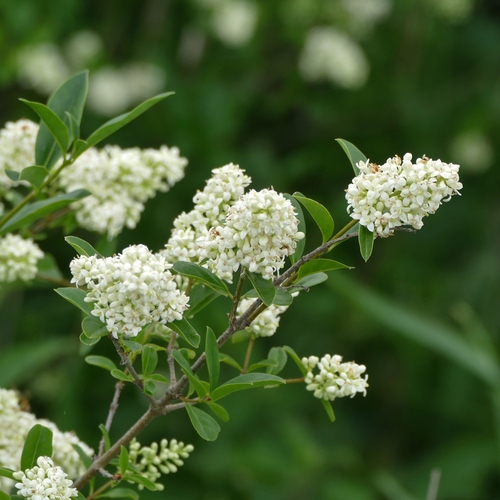 Common Privet