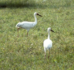 Leucogeranus leucogeranus