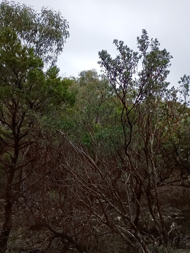 Leptospermum turbinatum, photograph 5
