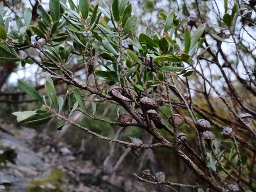Leptospermum turbinatum, photograph 4