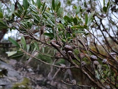 (c) grampianshiker, some rights reserved (CC BY) Leptospermum turbinatum, photograph (c) grampianshiker, some rights reserved (CC BY)