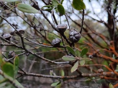 (c) grampianshiker, some rights reserved (CC BY) Leptospermum turbinatum, photograph (c) grampianshiker, some rights reserved (CC BY)
