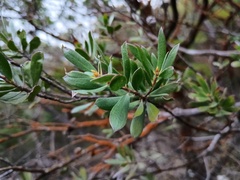 Leptospermum turbinatum