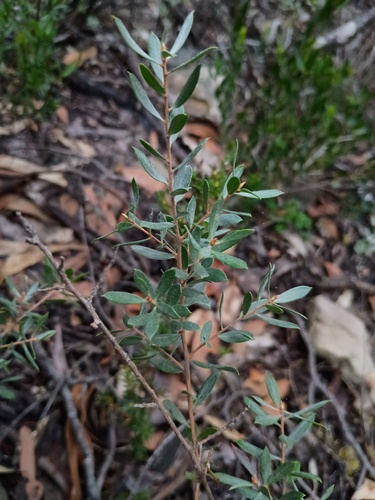 Leptospermum turbinatum, photograph 1