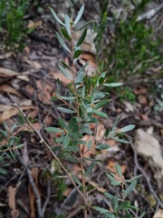 (c) grampianshiker, some rights reserved (CC BY) Leptospermum turbinatum, photograph (c) grampianshiker, some rights reserved (CC BY)