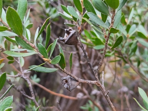 Leptospermum turbinatum, photograph 2