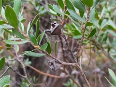 (c) grampianshiker, some rights reserved (CC BY) Leptospermum turbinatum, photograph (c) grampianshiker, some rights reserved (CC BY)