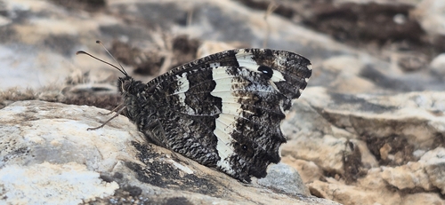Great Banded Grayling