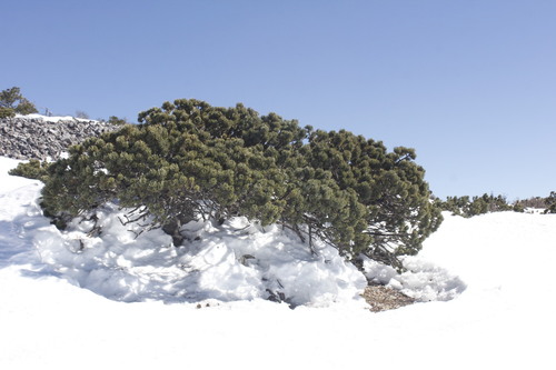 Potosi pinyon