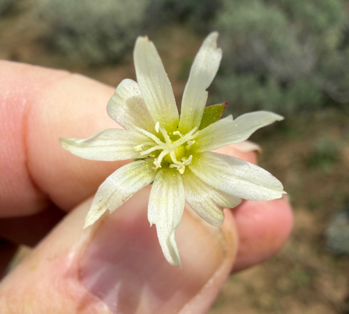 Lewisia nevadensis, photograph 4