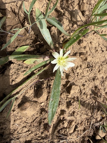 Lewisia nevadensis, photograph 5