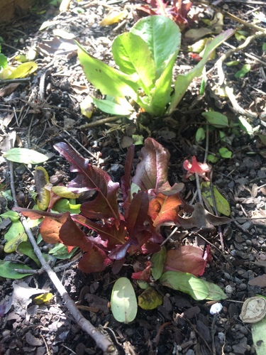 Lactuca sativa iNat (2)