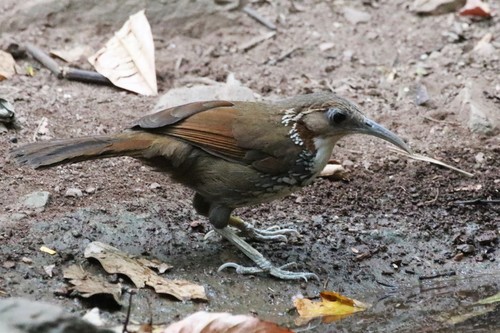 Large Scimitar Babbler (Erythrogenys hypoleucos), photo 5