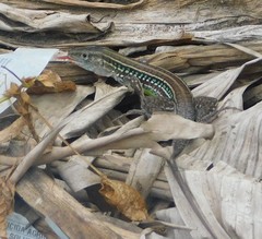 Medopheos edracanthus