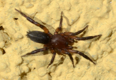 Zelotes electus