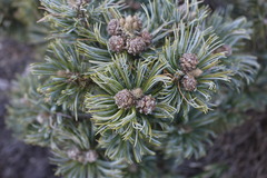 Pinus culminicola