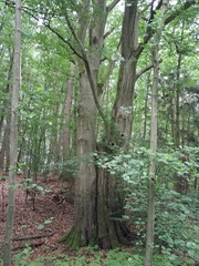 no rights reserved European beech