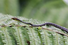 Dendrelaphis marenae