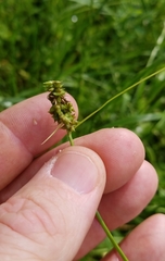 Carex muehlenbergii