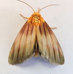 Eulithosia plesioglauca