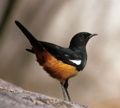 Thamnolaea cinnamomeiventris