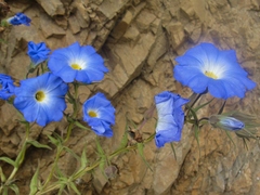 Nolana elegans