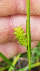 Carex microdonta