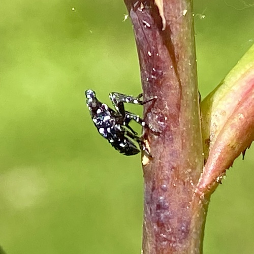 Spotted Lanternfly