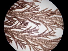 Pterosiphonia dendroidea