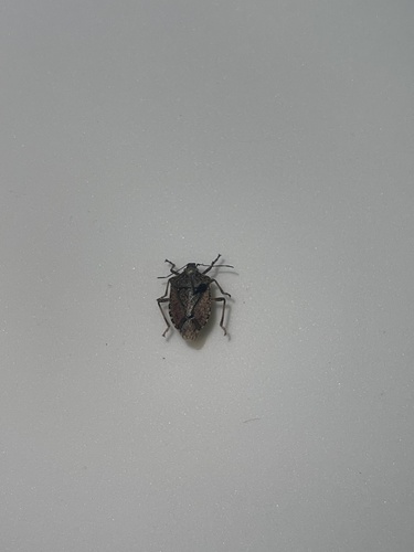Brown Marmorated Stink Bug