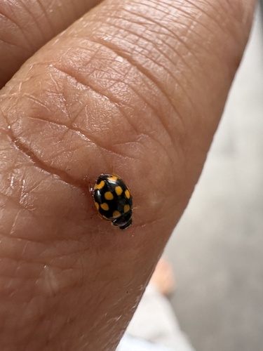 Fourteen-spotted Lady Beetle