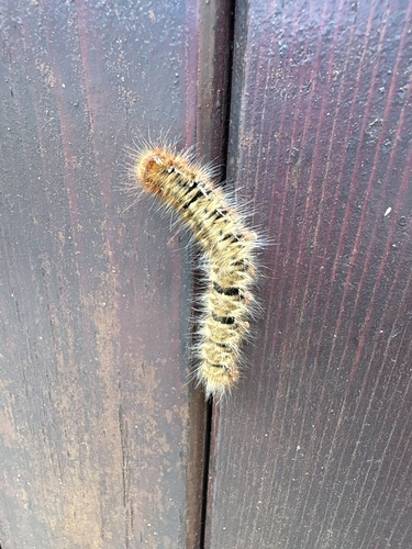 Oak Eggar