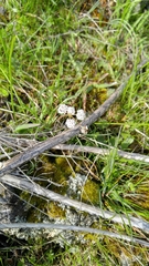 Lomatium gormanii