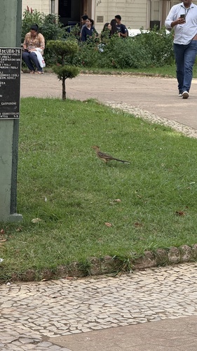 Guira Cuckoo