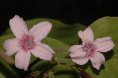 Paederia ciliata