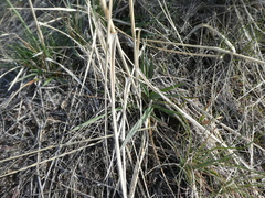 Thinopyrum obtusiflorum