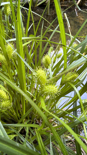 sallow sedge