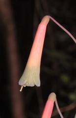 Polianthes howardii