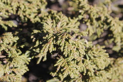 Juniperus zanonii