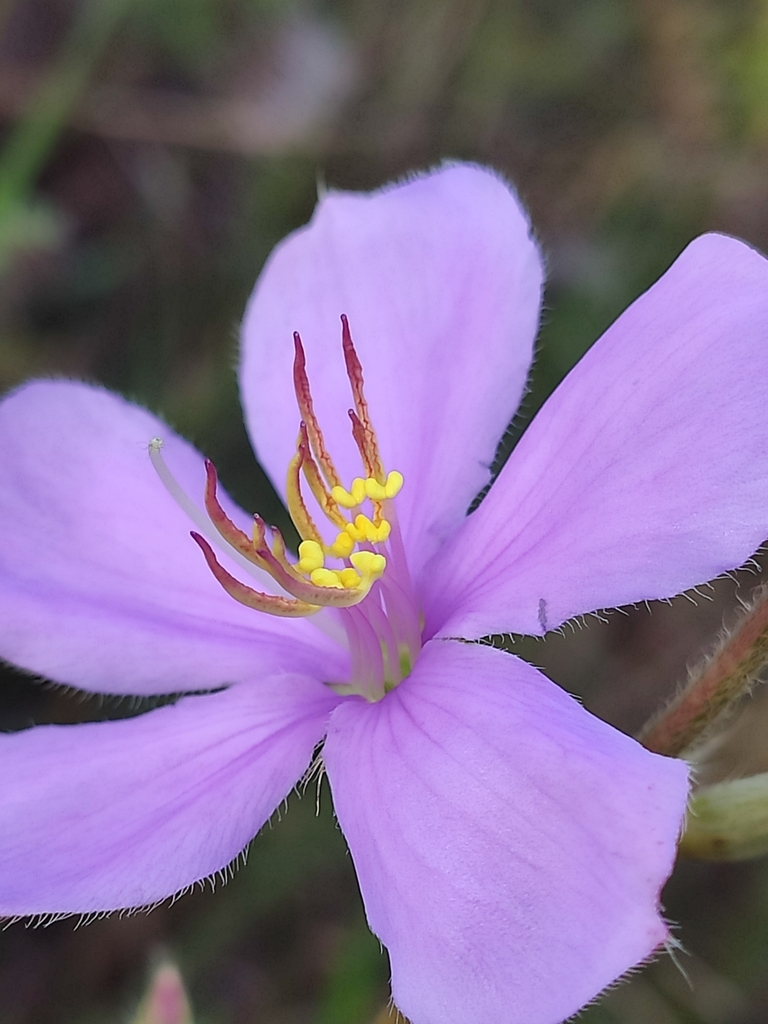Marcetieae