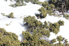 Juniperus zanonii
