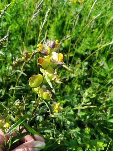 Yellow Rattle