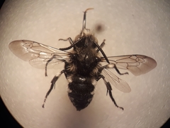 Melecta albifrons